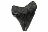 Serrated, Juvenile Megalodon Tooth - South Carolina #340485-1